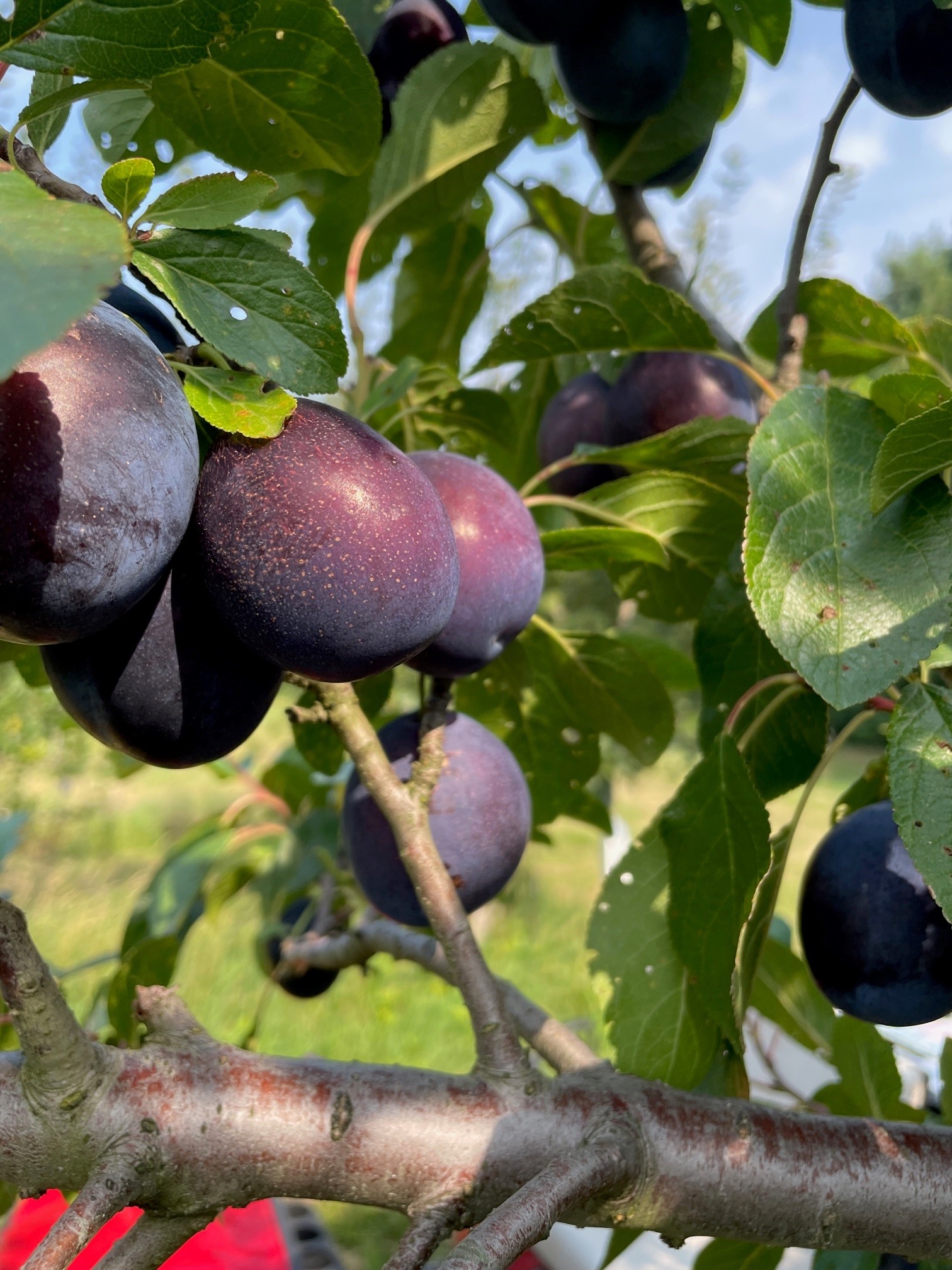 Castleton European plums hanging from a branch.